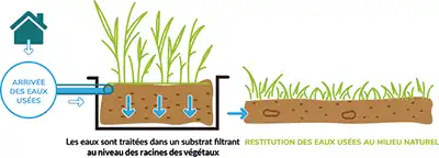 filtre planté